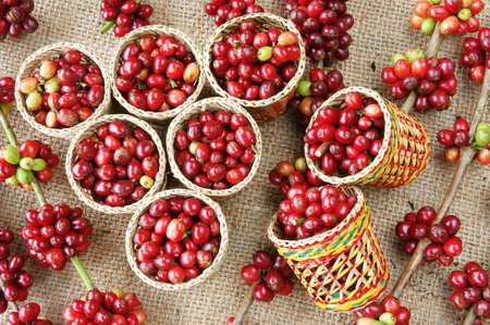 Close up of red coffee bean, agriculture product of Vietnam,  cafe bean in bamboo basket on sackcloth background, amazing shape with fresh ripe berries in vibrant colorsの写真素材