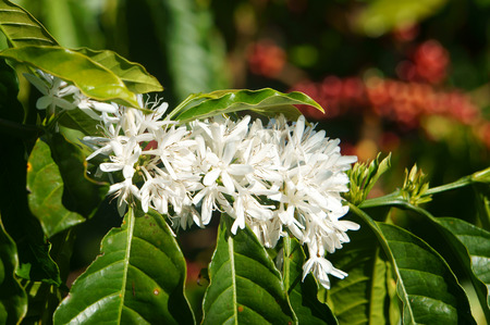 Coffee tree with white coffee flower on cafe plantation, cafe is main plant at basalt soil like Bao Loc, Lam Dong, Viet Nam, and coffee is Vietnam agriculture product to exportの写真素材