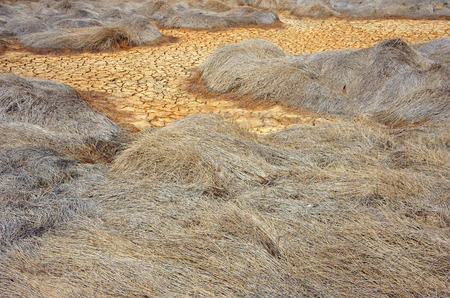 Hay on drought land, amazing arid and cracked ground, climate change made agriculture plantation have to reduct, in summer it very hot, warming is global problem, cause by greenhouse effectの写真素材