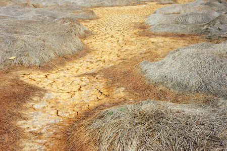 Hay on drought land, amazing arid and cracked ground, climate change made agriculture plantation have to reduct, in summer it very hot, warming is global problem, cause by greenhouse effectの写真素材