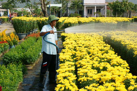 BA RIA, VIET NAM- FEB 11: Spring flower for Vietnam Tet, Asian farmer working on agriculture field to water for plant, people harvest yellow flower, transport to market by truck, Vietnam, Feb 11, 2015のeditorial素材