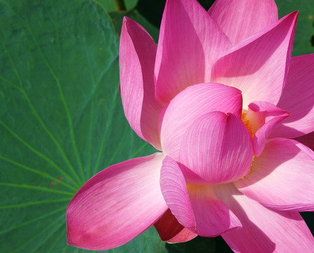Close up of lotus flower in spring, vibrant pink petal with green lotus leaf make beautiful, abstract backgroundの写真素材