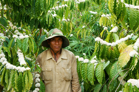 DAK LAK, VIET NAM- FEB 24: Asian farmer care coffee tree on coffee plantation, field bloom in white coffee flower, cafe is popular agriculture product on basalt soil, Daklak, Vietnam, Feb 24, 2015のeditorial素材