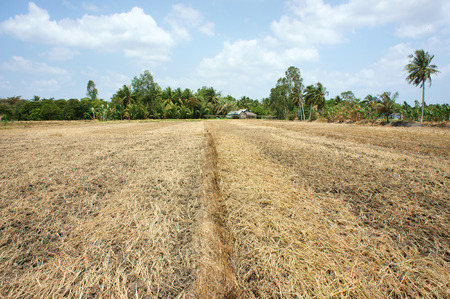 Paddy field had just harvest, dry soil to repair for new crop, drought land in hot weather, landscape and close up of agriculture land with dry straw at Mekong Delta, Vietnamの写真素材