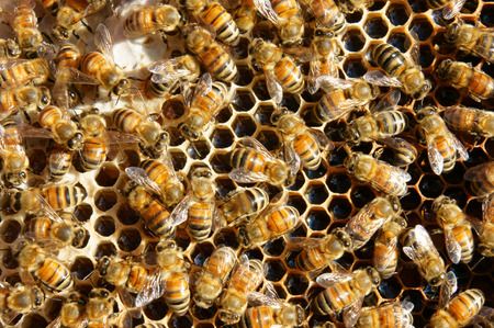 Beekeeping at Vietnam, Vietnamese agriculture, group of bee tank, group of beehive in Dalat jungle,...