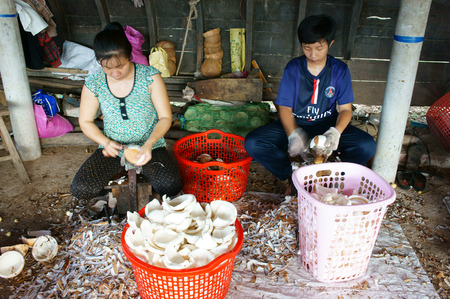 BEN TRE, VIET NAM- JUNE 1: Group of Asian worker working at coconut workshop to process coconut fruit, Vietnamese people split copra, material for candy and oil, Mekong Delta, Vietnam, June 1, 2015のeditorial素材