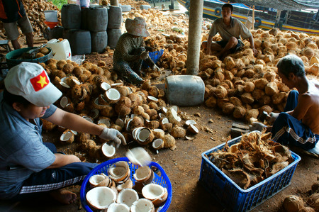 BEN TRE, VIET NAM- JUNE 1: Group of Asian worker working at coconut workshop to process coconut fruit, Vietnamese people split copra, material for candy and oil, Mekong Delta, Vietnam, June 1, 2015のeditorial素材