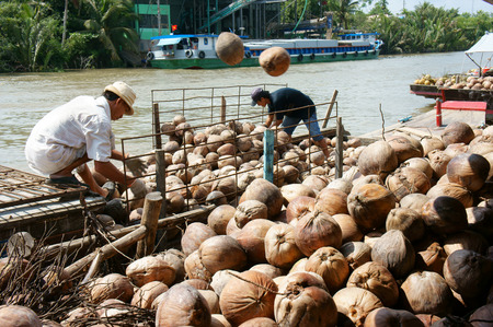 BEN TRE, VIET NAM- JUNE1: Asian worker work hard outdoor on day, Vietnamese man transfer material from coconut fiber industry, tradition product from coconut area, Mekong Delta, Vietnam, June 1, 2015のeditorial素材