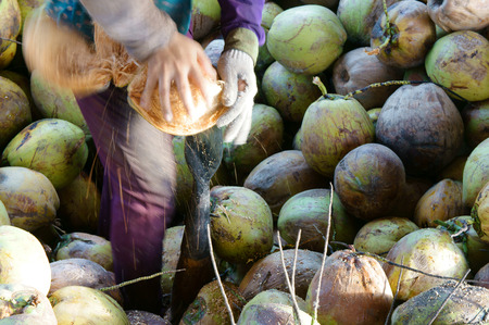 BEN TRE, VIET NAM- MAY 31: Group of Asian manual worker work hard at coconut granary, Vietnamese labor split fiber from coconut fruit, Ben Tre have large area of Mekong Delta, Vietnam, May 31, 2015のeditorial素材