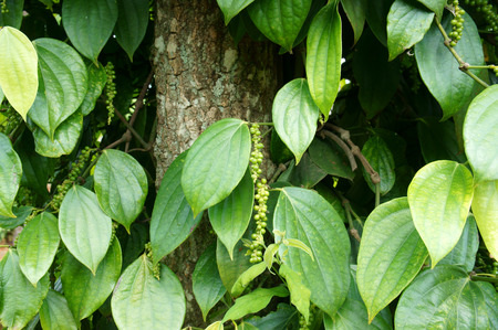 Pepper field at Gia Lai, Viet Nam, group of pepper plant in green, this farm product is export product from Vietnam to Asia, vegetable growing in bush, and plant in many aea as Binh Phuoc, Daklakのeditorial素材