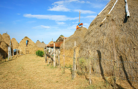Vietnamese village, stack of straw, food reserve for cattle after crop, Vietnam is agriculture country. Beautiful landscape, cowshed and mountain make calm rural at Khanh Hoan, Viet Namのeditorial素材