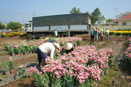 DONG NAI, VIET NAM- FEB 13: Group of Asian farmer harvest chrysanthemum flower on agriculture farmland for spring crop, trader purchase and transport by truck, Dongnai, Vietnam, Feb 13, 2015のeditorial素材