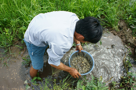 LONG AN, VIET NAM- JULY 27: Vietnamese man catch fish on mud water, dong dong as young fish is delicious food at Mekong Delta countryside, this river fish live at paddy field, Vietnam, July 27, 2015のeditorial素材