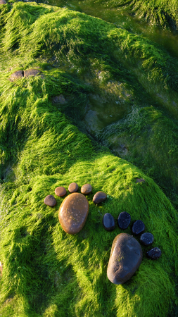 Couple of foot by pebble on green seaweed background, amazing concept of feet on alga surface, art product at seasideの写真素材