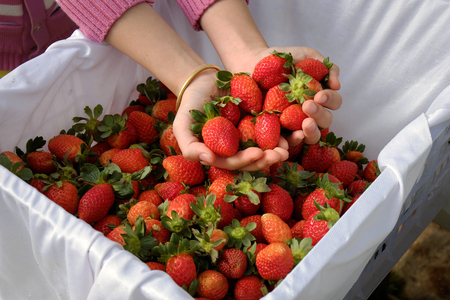 Crop at strawberry garden Da Lat, Viet Nam, high tech agriculture to make clean and safe product, fruit from strawberries plant at Dalat, Vietnam, this is food that rich vitamin, good for healthの写真素材