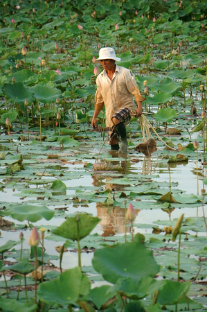 DONG THAP, VIET NAM- NOV 25, 2014: Vietnamese farmer working on lotus pond, Asian man crop lotus flower, an agriculture product at Mekong Delta, Vietnamのeditorial素材