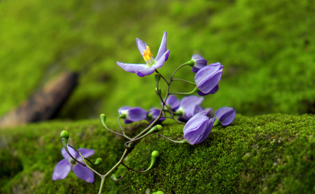 Wonderful nature background with beauty violet flowers on green moss background, abstract with close up of purple petal make calm spiritの写真素材