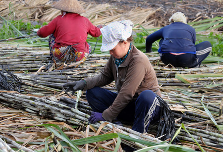 SOC TRANG, VIET  NAM- JULY 14, 2016: Group of Asian farmer working on sugarcane field, farmers harvesting sugar cane on agriculture farm at Mekong Delta, Vietnamのeditorial素材