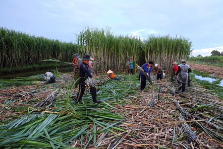 SOC TRANG, VIET  NAM- JULY 14, 2016: Group of Asian farmer working on sugarcane field, farmers harvesting sugar cane on agriculture farm at Mekong Delta, Vietnamのeditorial素材