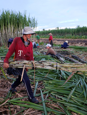 SOC TRANG, VIET  NAM- JULY 14, 2016: Group of Asian farmer working on sugarcane field, farmers harvesting sugar cane on agriculture farm at Mekong Delta, Vietnamのeditorial素材