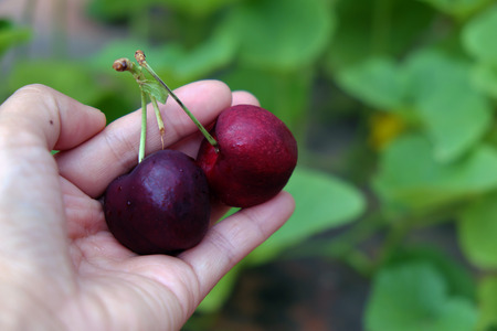Cherry fruit, a fruits that rich vitamin C, agriculture product import  to Vietnamの写真素材