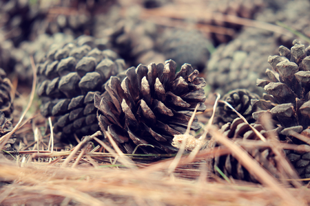 Group of rotten pinecone fall from pine tree in Dalat forest, pine cone is symbol of Christmas season and also is Xmas ornament, ground cover with pine needleの写真素材