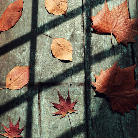 Fall background with dried maple leaf on wood background and vintage color, shadows of window on...