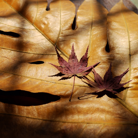 Couple of maple leaf, symbol of love, art background in black and white tone, dried leaves together...