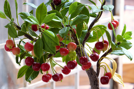 Cherry tree with red ripe fruit make from clay, handmade bonsai tree for home decoration in Vietnam,...
