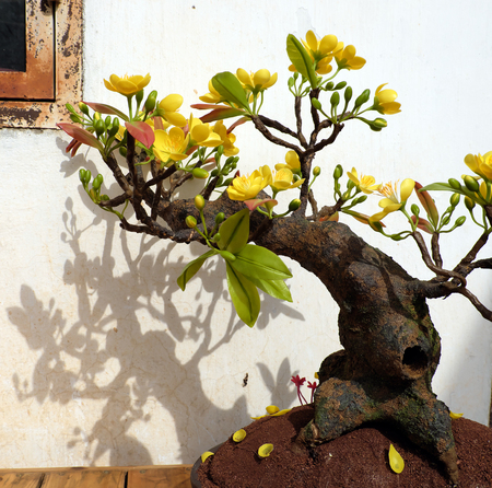 Vietnam spring flower for home decoration in springtime, handmade apricot blossom make from clay, amazing artwork with shade on white background, this kind of bonsai is tradition ornament on tetの写真素材