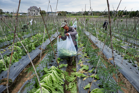 DUC TRONG, VIET NAM- DEC 28, 2016: Vietnamese farmer harvesting mustard greens on agriculture field for spring season, man happy working on vegetable garden at Lam Dong, Vietnamのeditorial素材
