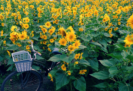 Bicycle at sunflower field of Dalat countryside, yellow flower bloom vibrant, a beautiful place for Da Lat travel in summerの写真素材