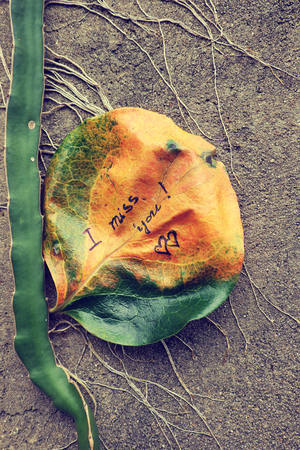 the word  i miss you on old leaf, miss u message for far away lover on wall backgroundの写真素材