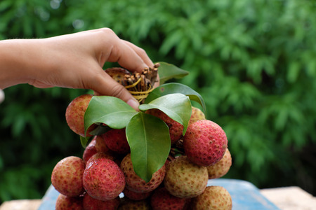 Woman hand hold bunch of litchi fruit or lychee fruits, a tropical agriculture product that delicious, sweet at Bac Giang, this also call Vai thieu at Vietnamの写真素材