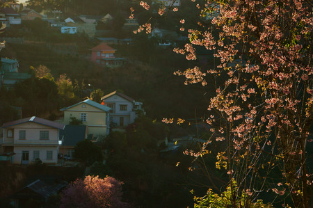 Wonderful landscape at Dalat countryside for travel in springtime, village with house among cherry blossom, pine forest, sakura flower bloom in pink, rural in spring at Vietnamの写真素材