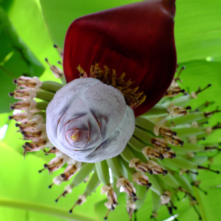 Close up of bunch of banana at farm on day, beautiful stem with banana flower, garden with green leaf of tropical fruit at Vietnamの写真素材