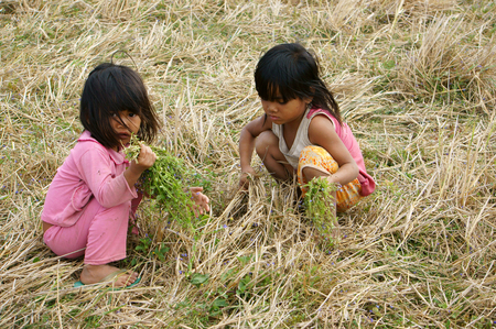 VIET NAM, BUON ME THUOT-  DEC 31, 2012: Two Asian children with pretty face looking vegetable on dry grass meadow, poor child at desert countryside, Vietnamのeditorial素材