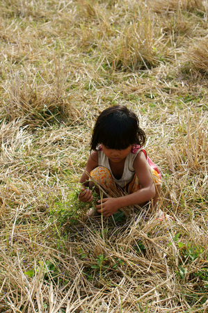 VIET NAM, BUON ME THUOT-  DEC 31, 2012: Two Asian children with pretty face looking vegetable on dry grass meadow, poor child at desert countryside, Vietnamのeditorial素材