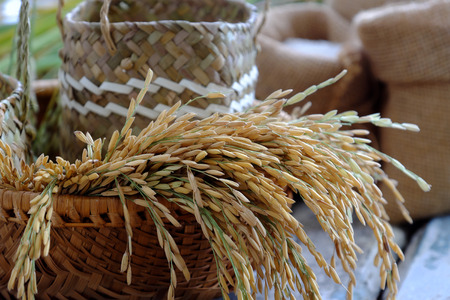 Close up of paddy grain and rice seed on wooden background, sheaf of rice in yellow and basket of grainsの写真素材