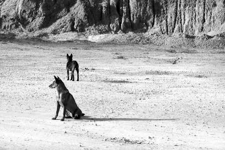 Two dog lie in wait his master  come home on countryside road, dogs are popular domestic animal also...