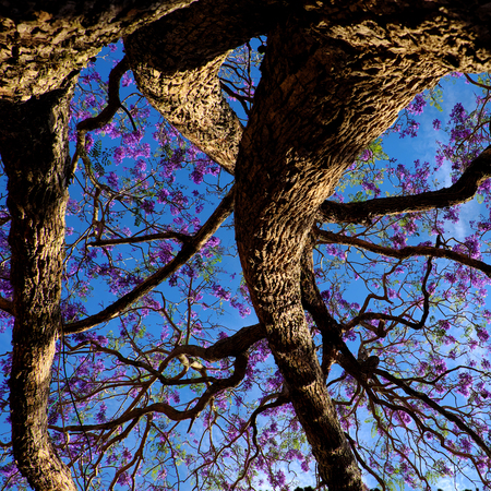 Impression and strange shape of branch of flamboyant tree view from under the tree, violet flower on blue sky bloom in spring make wonderful natureの写真素材