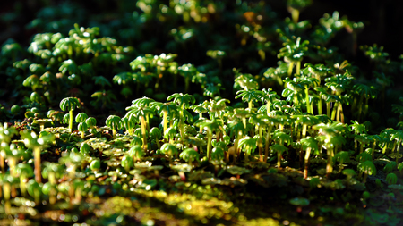 Close up of grass with shape  like mushroom grow  from ground, powerful rise up of tiny flora at...