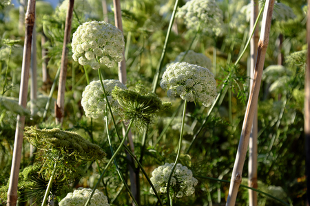 Close up of carrot flower from plant on Vietnamese agriculture garden, white flower bloom, farmer...