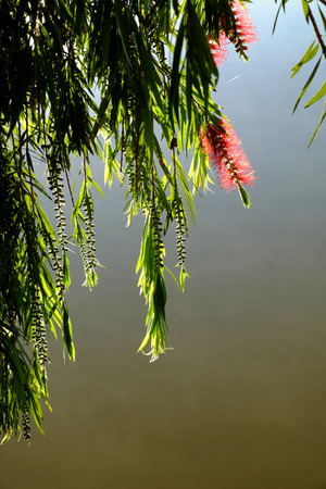 Beautiful willow tree blossom red flower along Than Tho lake, Da Lat city, Vietnam in morning, branch of tree weeping on water in springの写真素材