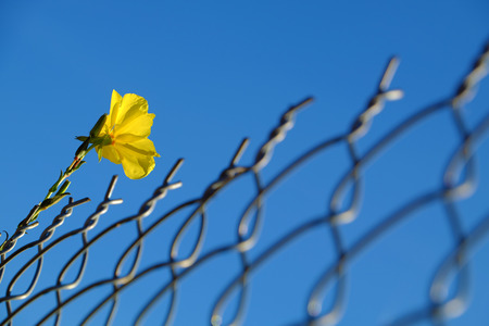 Amazing background with yellow flower try up to blue sky, contrast of picture between yellow and blue, soft and solid so impression, a flower rise in hard on metal fence and blooming so pretty in summerの写真素材