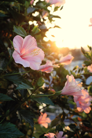 Abstract wild flowers on roadside at sunset, rose mallow from hibiscus blooming in pink with backlight in evening, plant with stamen, petal, green leaf make beautiful backgroundの写真素材