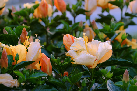 Abstract wild flowers on roadside at sunset, rose mallow from hibiscus blooming in yellow with backlight in evening, plant with stamen, petal, green leaf make beautiful backgroundの写真素材