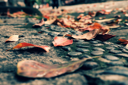 Colorful fallen leaves on street in fall season make beautiful autumn backgroundの写真素材