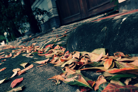 Colorful fallen leaves on street in fall season make beautiful autumn backgroundの写真素材