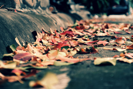 Colorful fallen leaves on street in fall season make beautiful autumn backgroundの写真素材